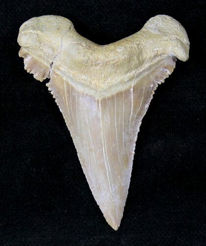 Palaeocarcharodon Fossil Shark Tooth - #19783